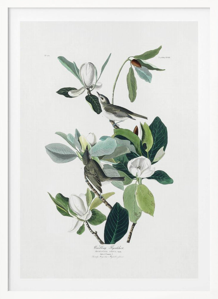Warbling Flycatcher From Birds of America (1827) - Poster / Art Print