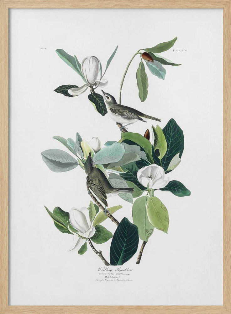 Warbling Flycatcher From Birds of America (1827) - Poster / Art Print