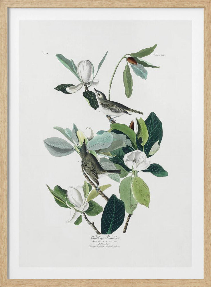 Warbling Flycatcher From Birds of America (1827) - Poster / Art Print