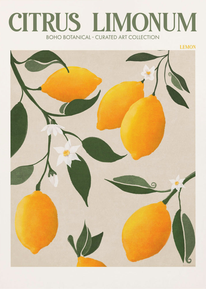 Citrus Limonum - Lemon - Poster / Art Print