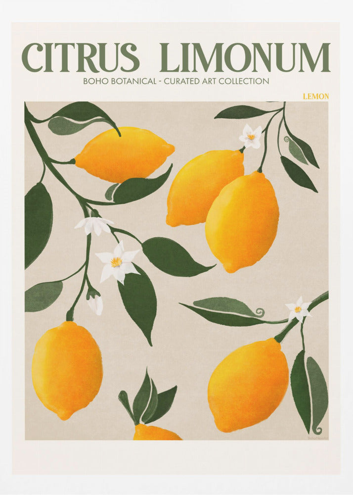 Citrus Limonum - Lemon - Poster / Art Print