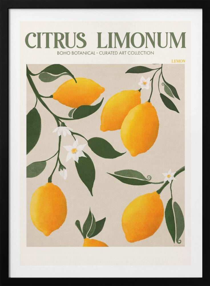 Citrus Limonum - Lemon - Poster / Art Print