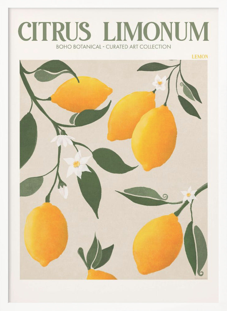 Citrus Limonum - Lemon - Poster / Art Print