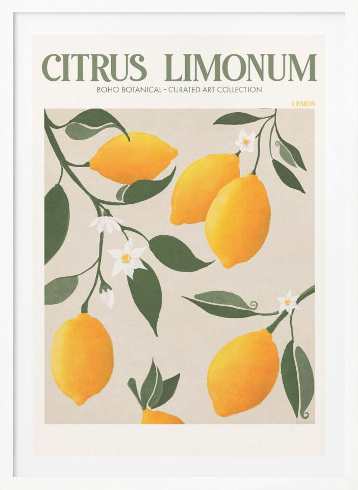 Citrus Limonum - Lemon - Poster / Art Print