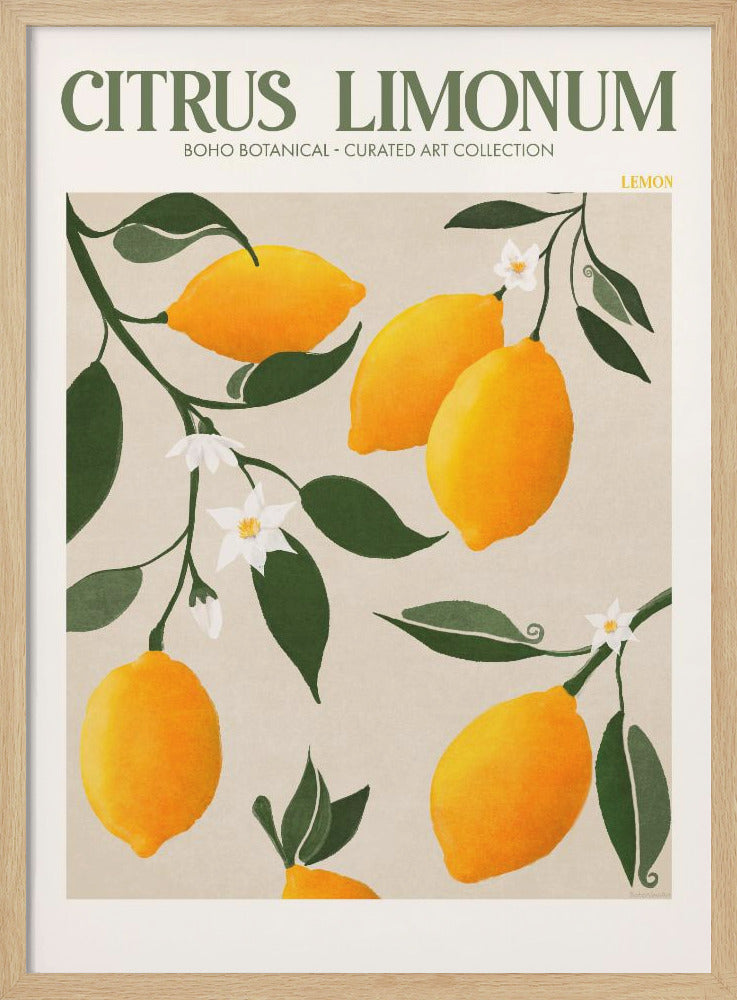 Citrus Limonum - Lemon - Poster / Art Print