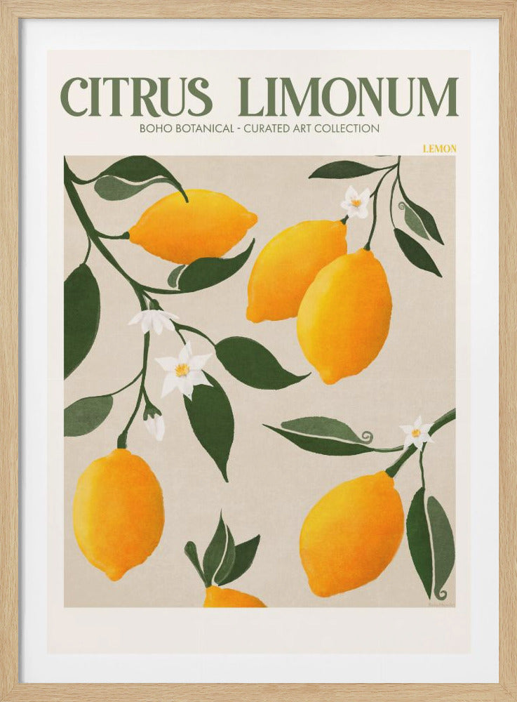 Citrus Limonum - Lemon - Poster / Art Print
