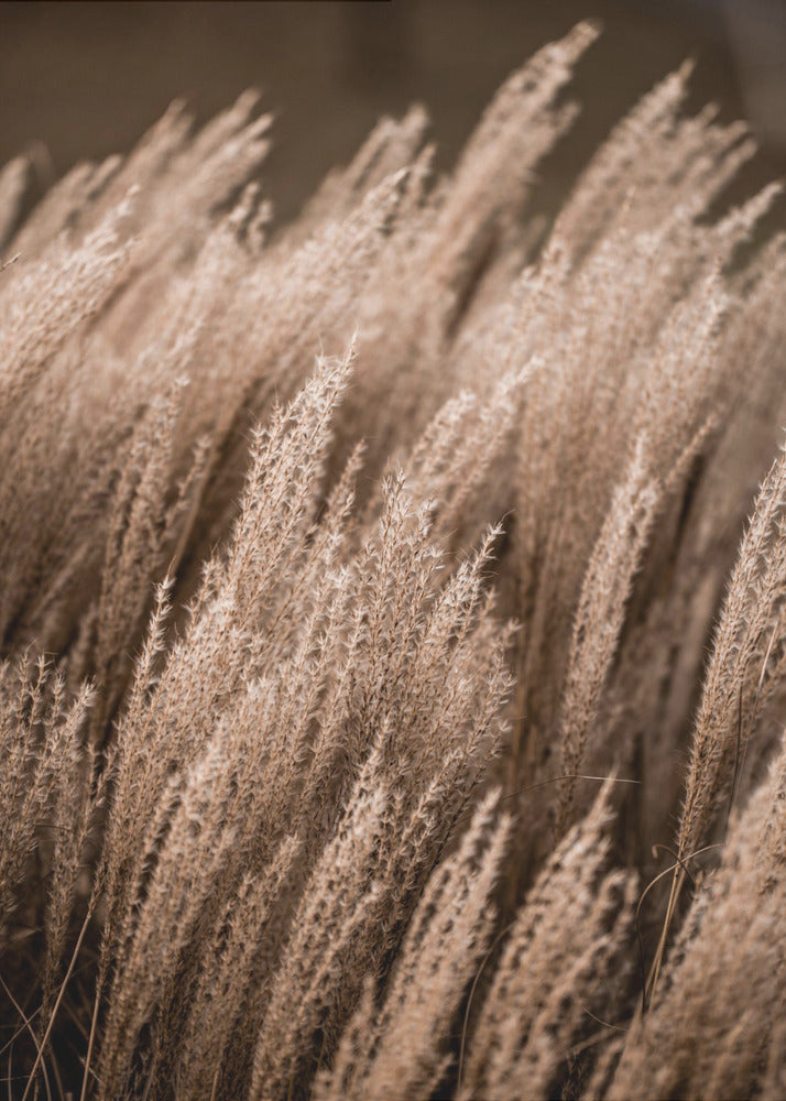 Grass 16 - Poster / Art Print