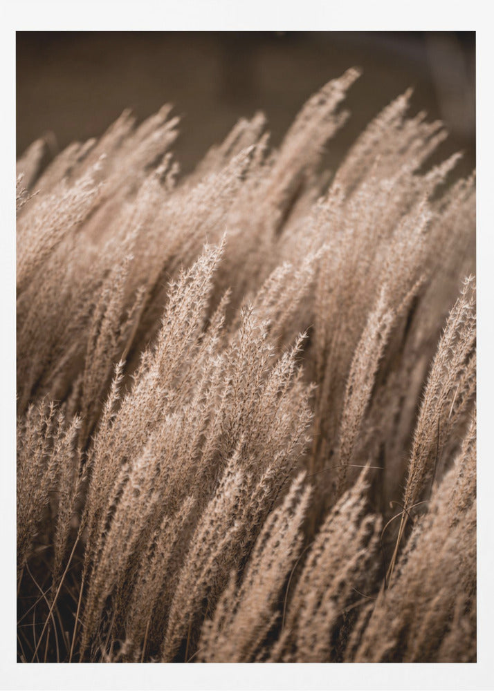 Grass 16 - Poster / Art Print