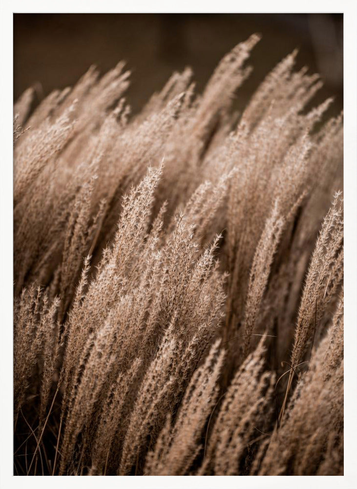 Grass 16 - Poster / Art Print