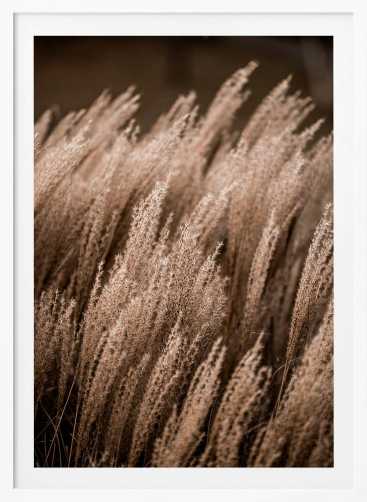 Grass 16 - Poster / Art Print