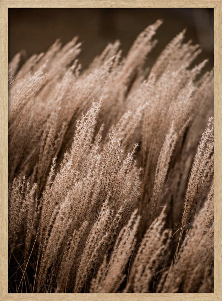 Grass 16 - Poster / Art Print