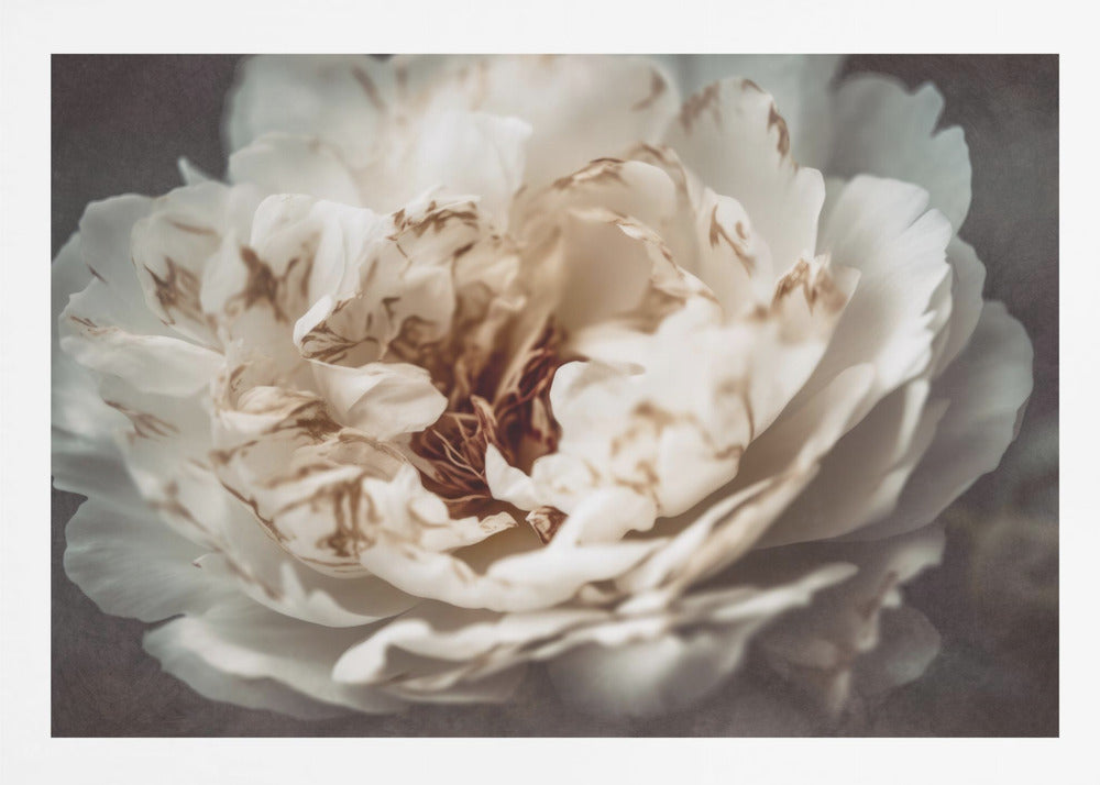 Nostalgicnatureno21 - Poster / Art Print