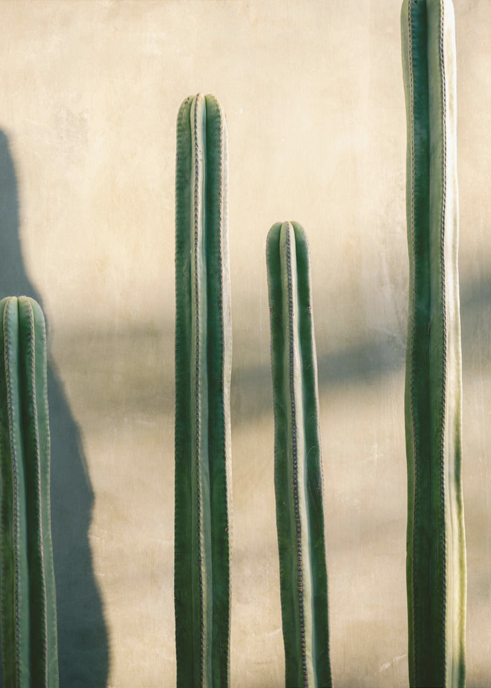 Oaxaca Shades of Green | Mexico travel photography - Poster / Art Print