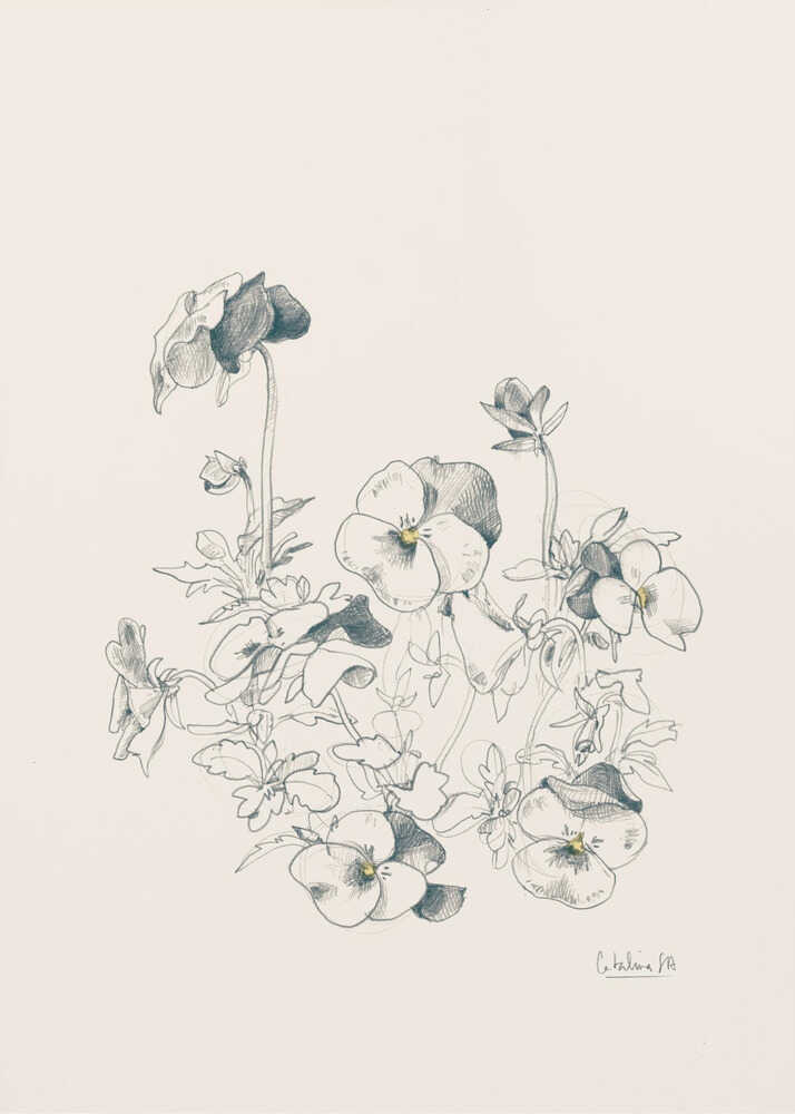 Pansies pencil drawing - Poster / Art Print