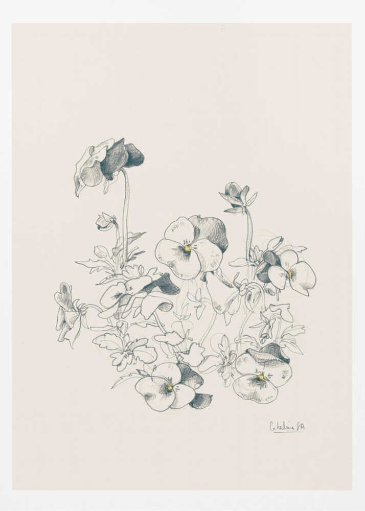 Pansies pencil drawing - Poster / Art Print