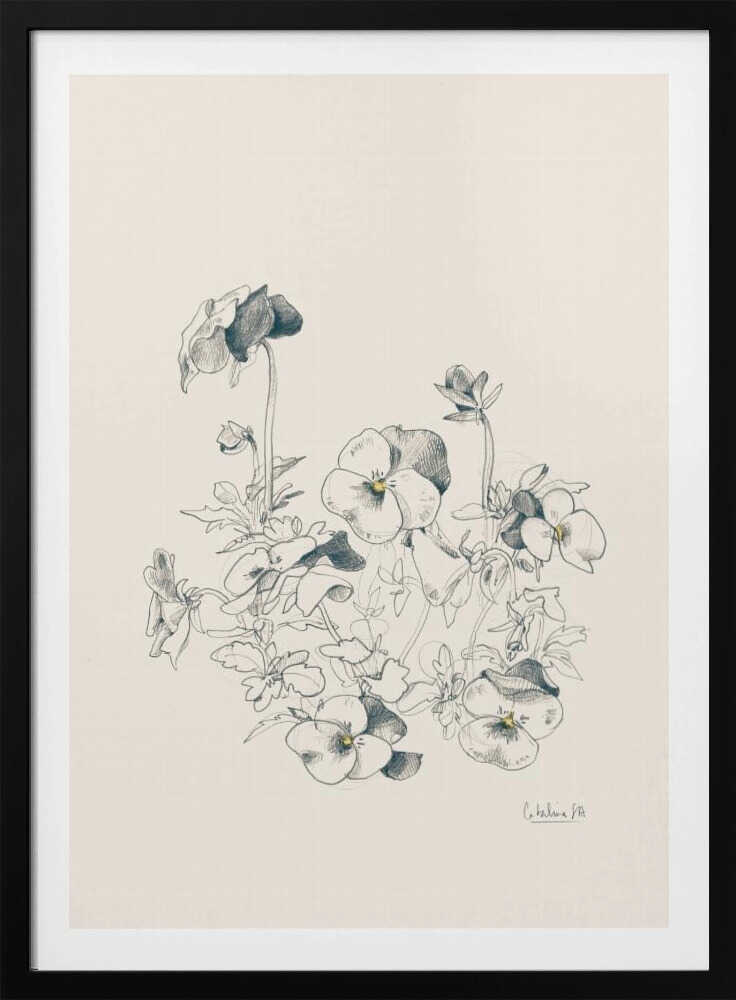 Pansies pencil drawing - Poster / Art Print