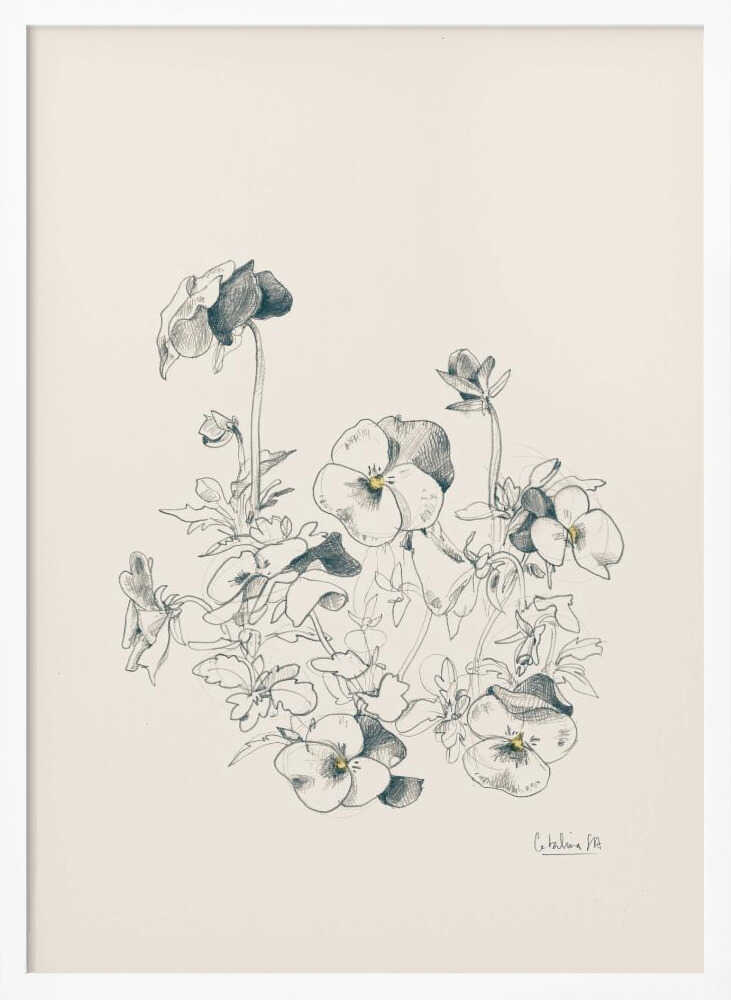 Pansies pencil drawing - Poster / Art Print