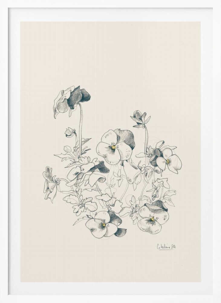 Pansies pencil drawing - Poster / Art Print