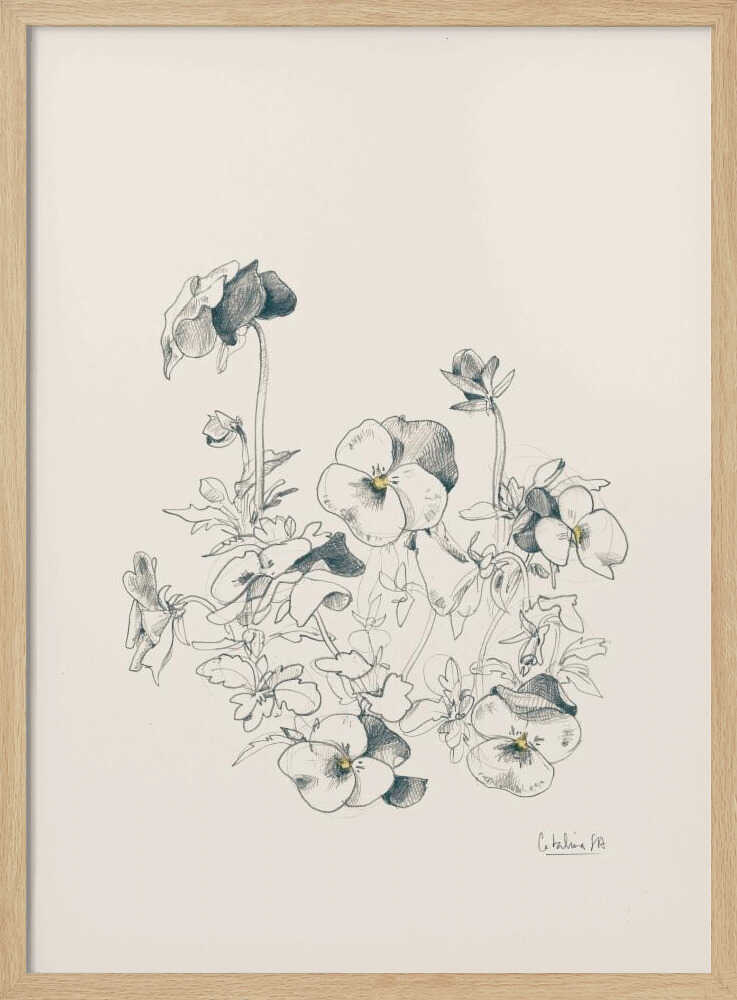 Pansies pencil drawing - Poster / Art Print