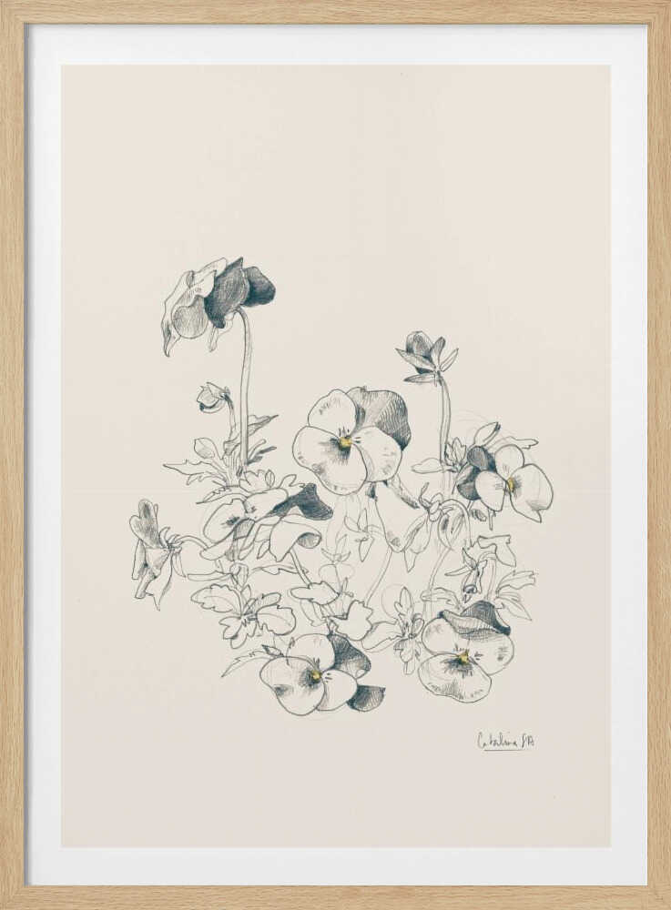 Pansies pencil drawing - Poster / Art Print