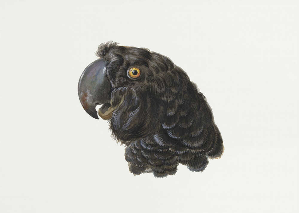 Cockatoo - Poster / Art Print