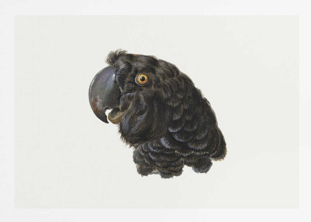 Cockatoo - Poster / Art Print
