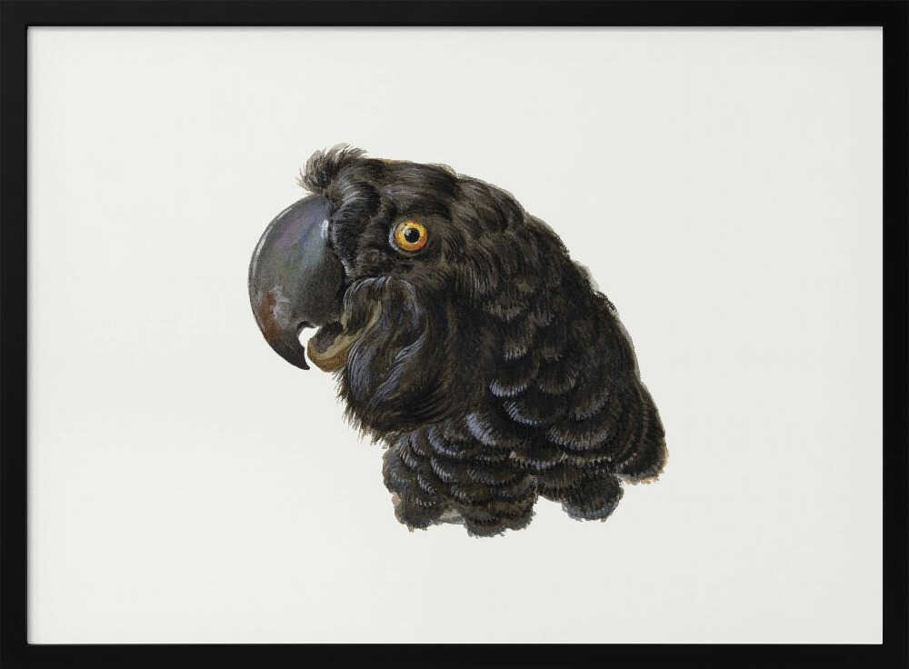 Cockatoo - Poster / Art Print