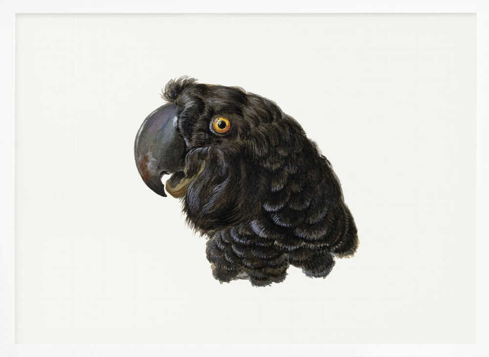 Cockatoo - Poster / Art Print