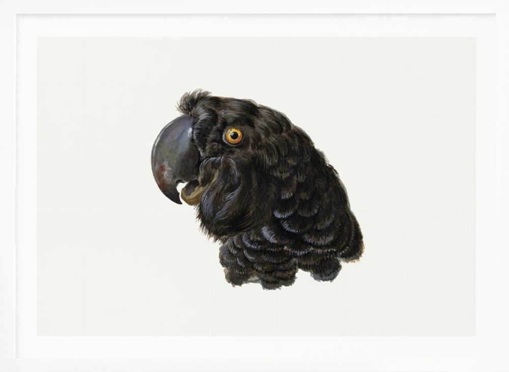 Cockatoo - Poster / Art Print