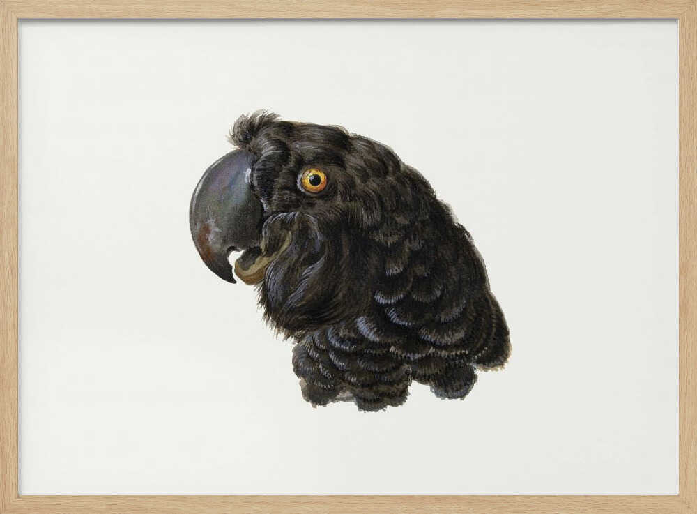 Cockatoo - Poster / Art Print