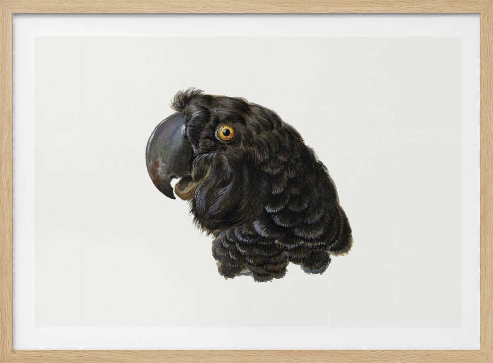 Cockatoo - Poster / Art Print