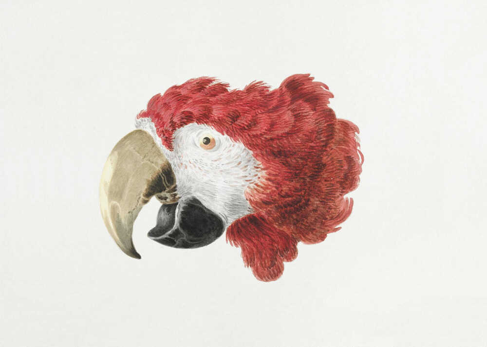 Macaw - Poster / Art Print