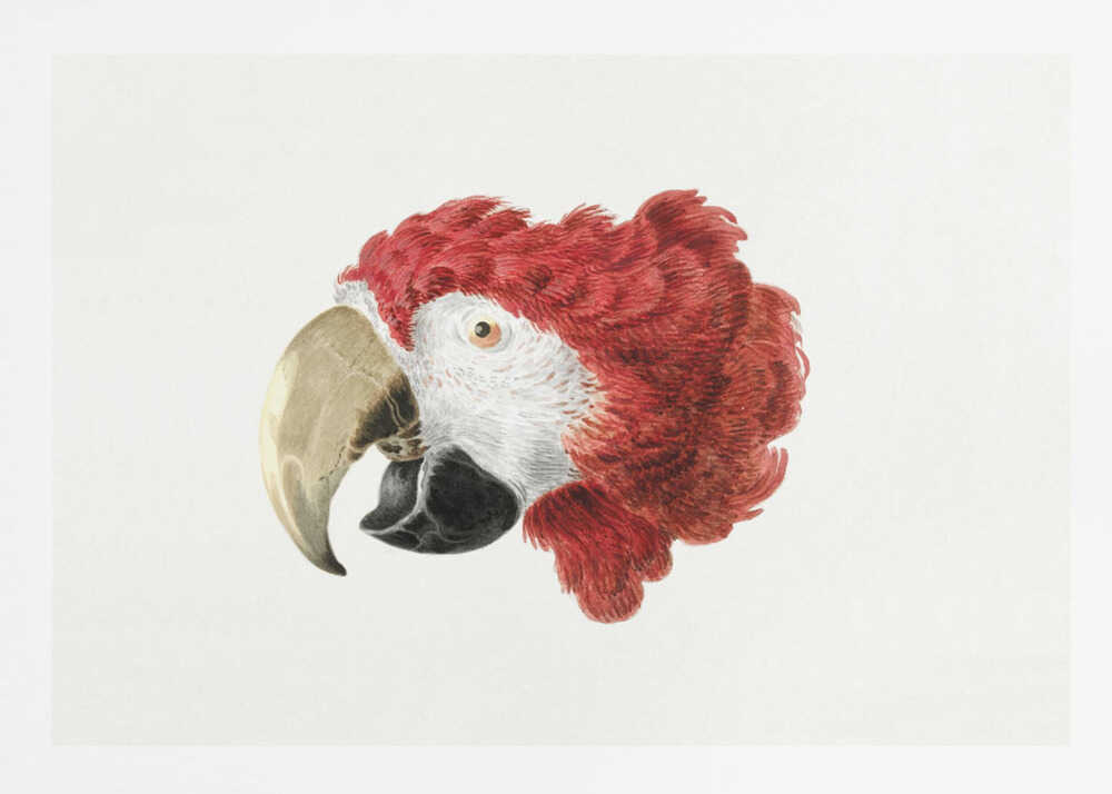 Macaw - Poster / Art Print