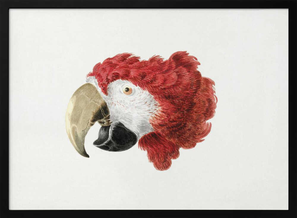 Macaw - Poster / Art Print