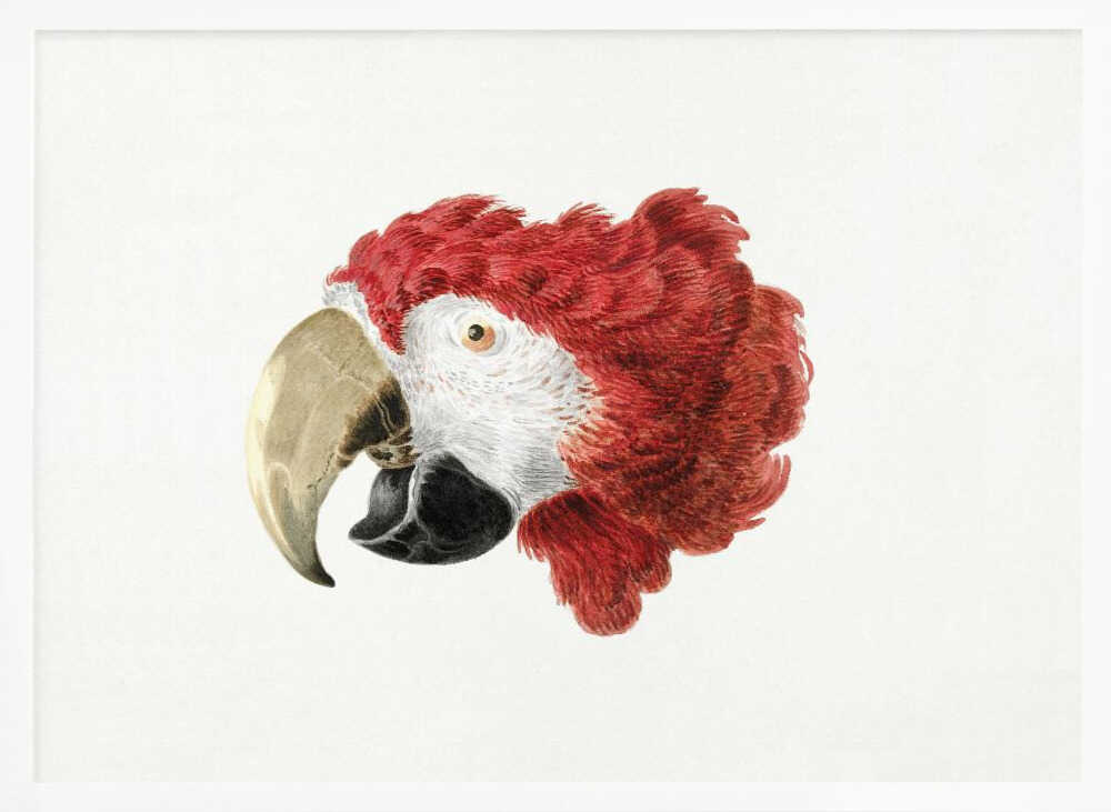 Macaw - Poster / Art Print