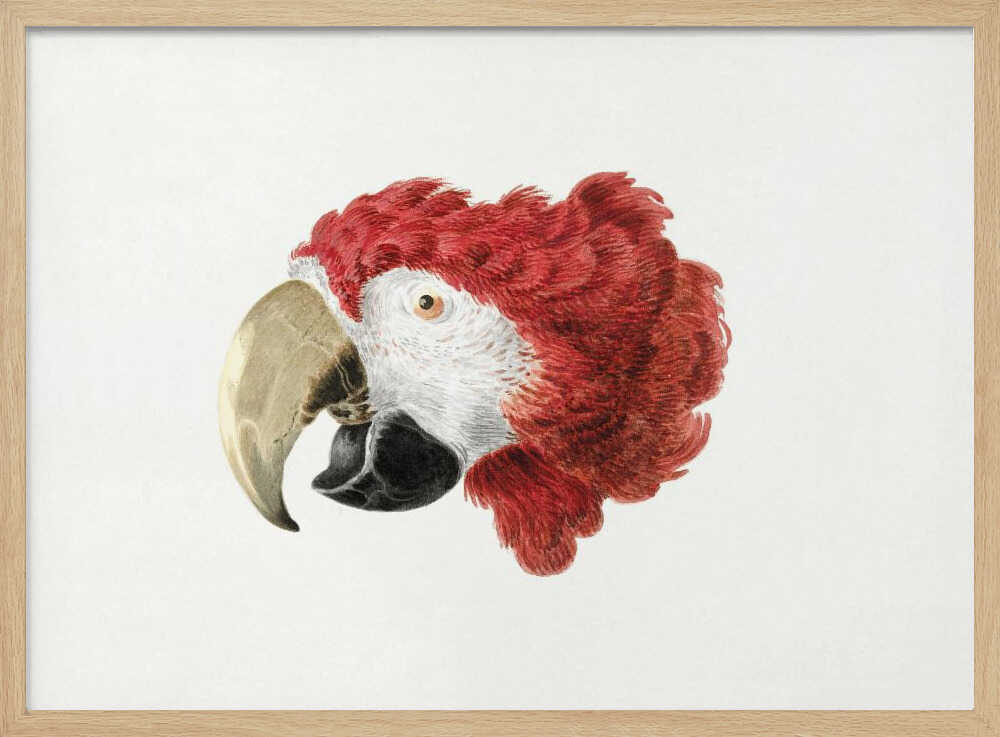 Macaw - Poster / Art Print