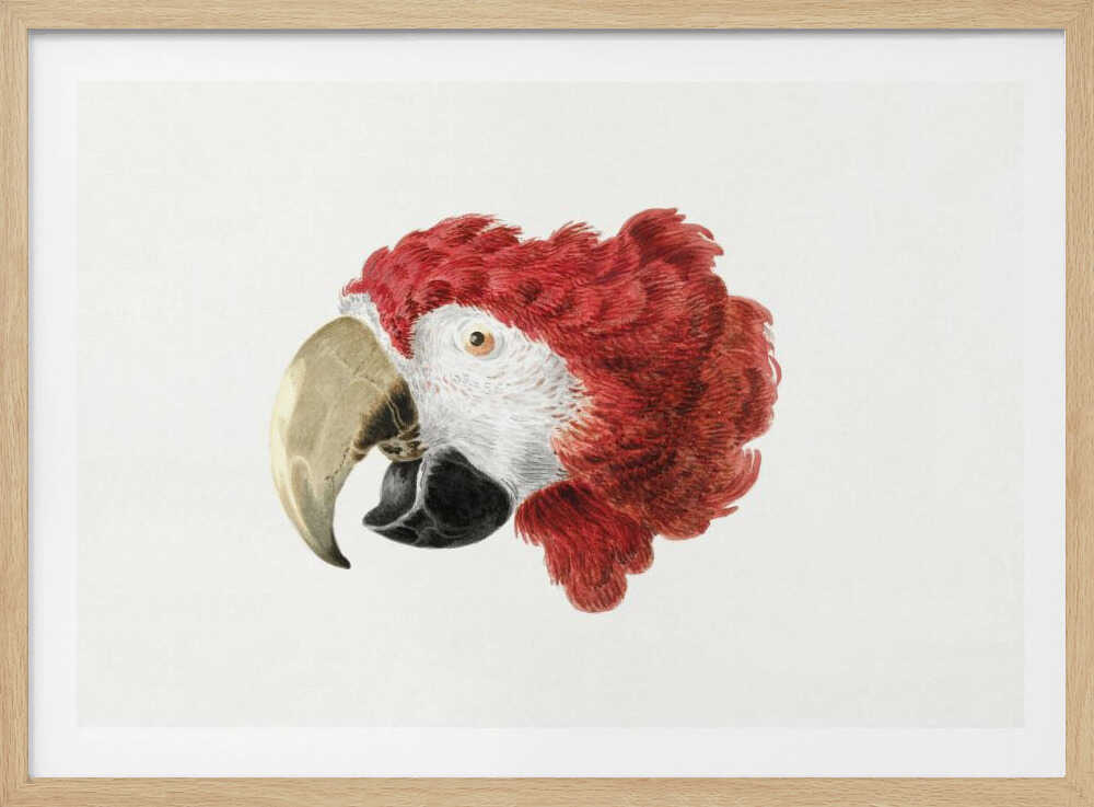 Macaw - Poster / Art Print