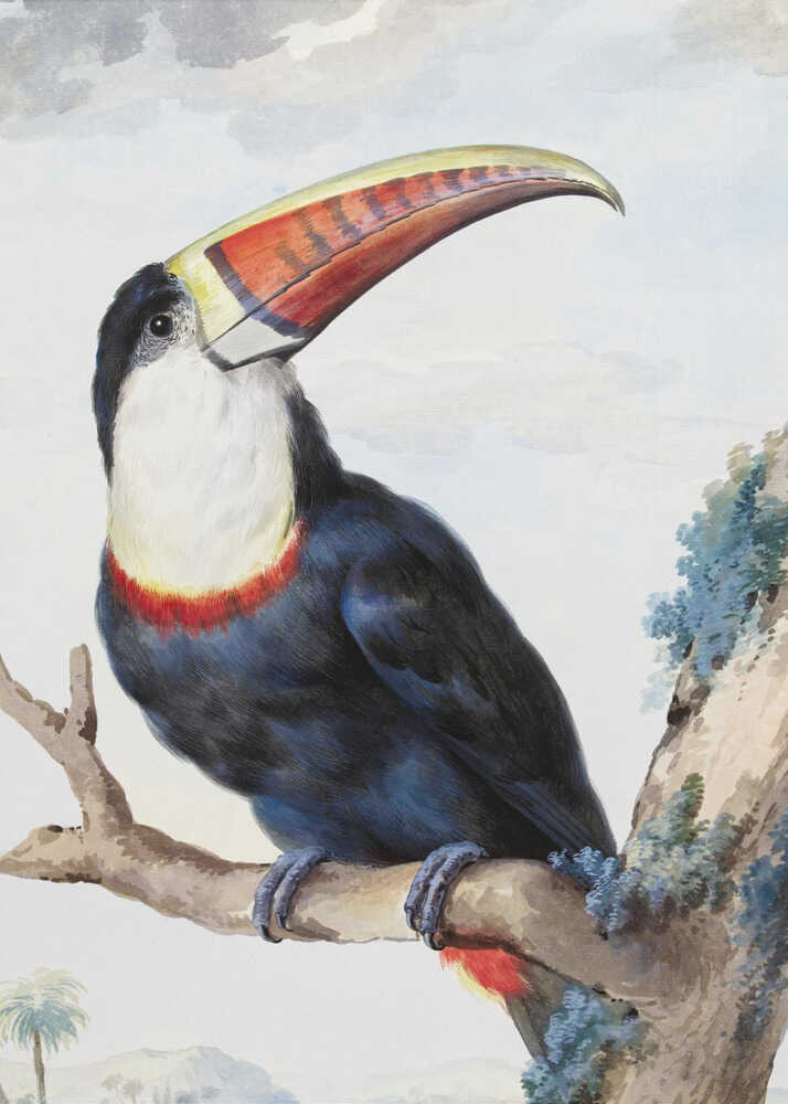 Red Billed Toucan - Poster / Art Print