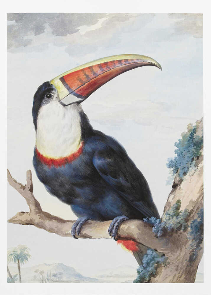 Red Billed Toucan - Poster / Art Print