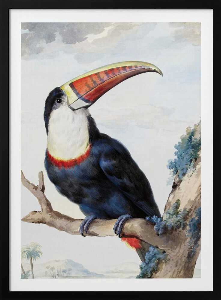 Red Billed Toucan - Poster / Art Print