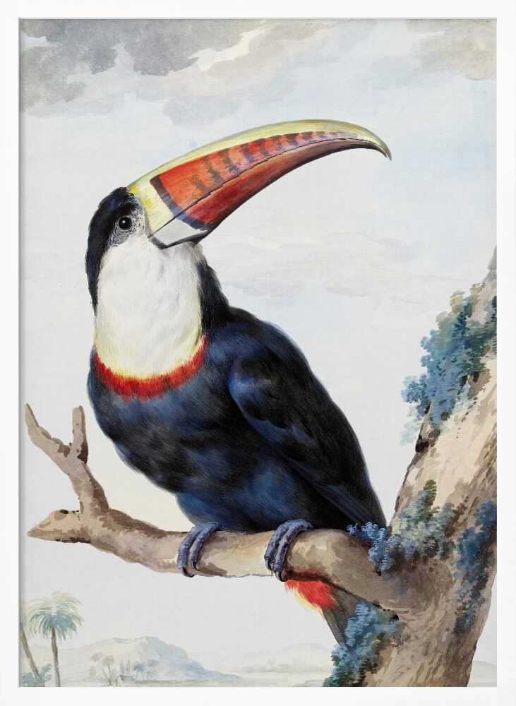 Red Billed Toucan - Poster / Art Print