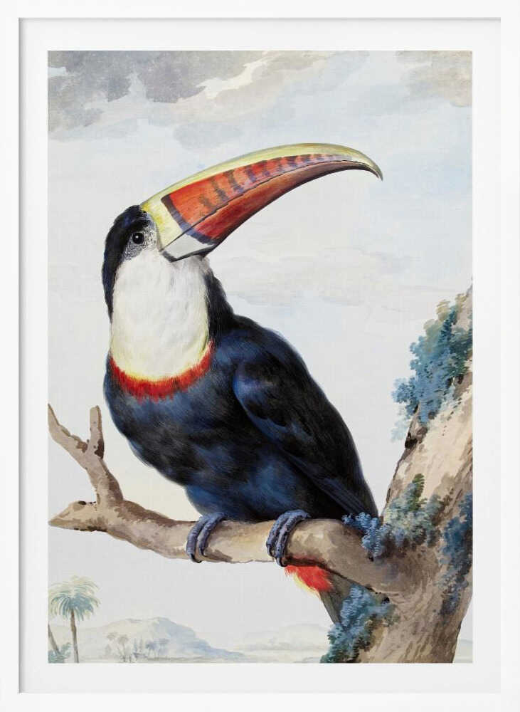 Red Billed Toucan - Poster / Art Print