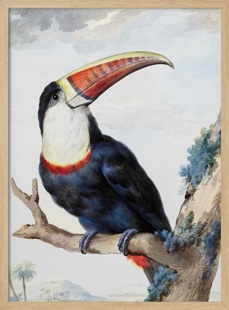 Red Billed Toucan - Poster / Art Print