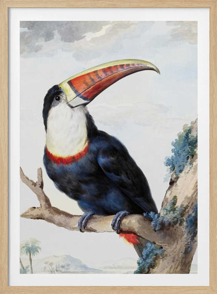 Red Billed Toucan - Poster / Art Print