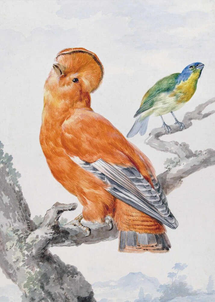 Two Exotic Birds - Poster / Art Print