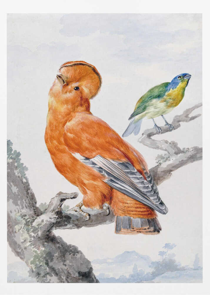 Two Exotic Birds - Poster / Art Print