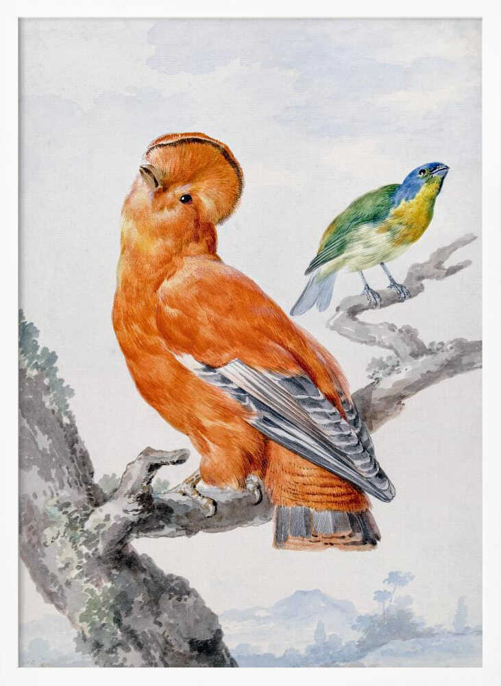 Two Exotic Birds - Poster / Art Print