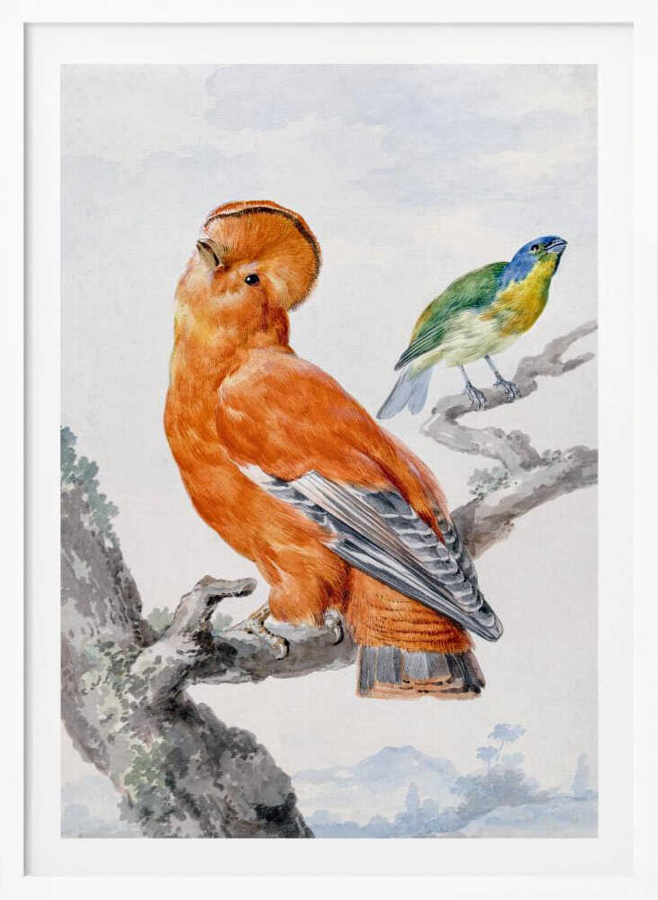 Two Exotic Birds - Poster / Art Print