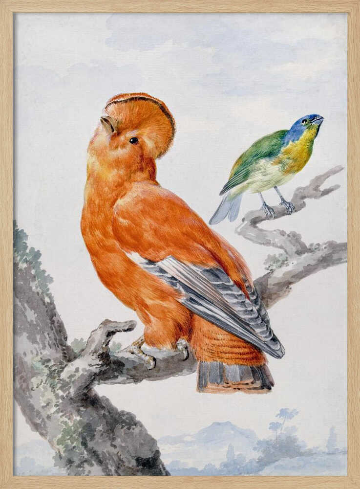 Two Exotic Birds - Poster / Art Print