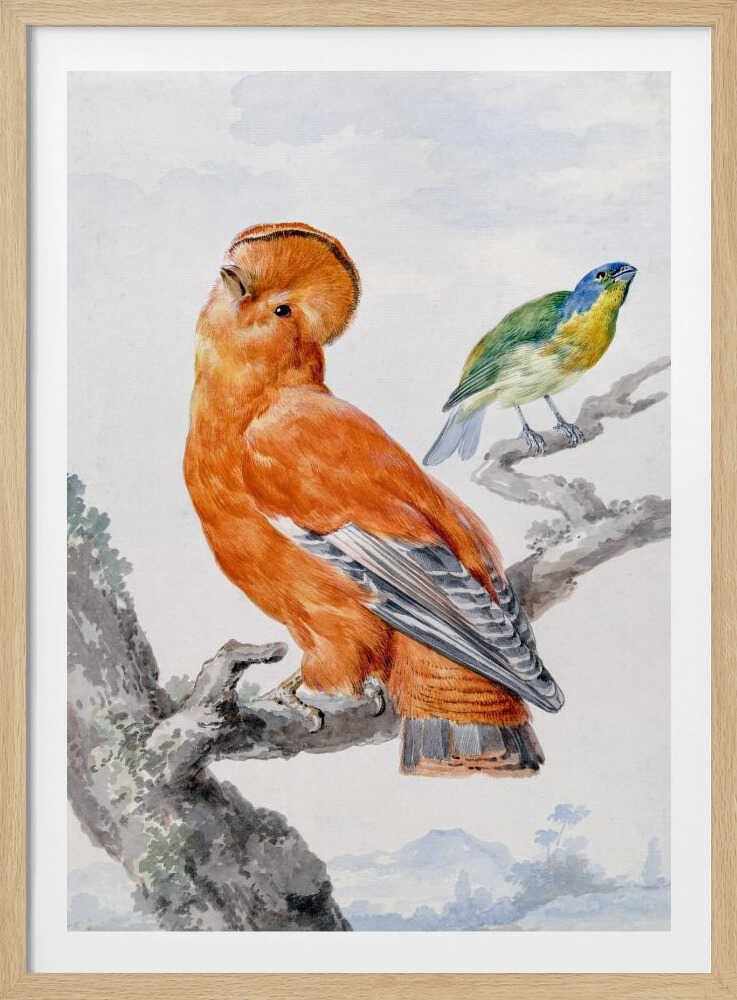 Two Exotic Birds - Poster / Art Print